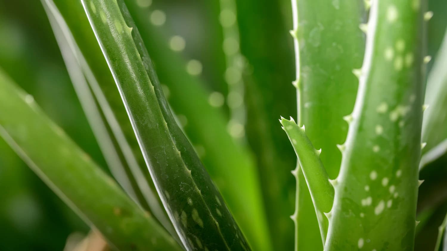 Aloe Vera Forever Lips: Ein unverzichtbares Produkt für Unabhängige Distributoren