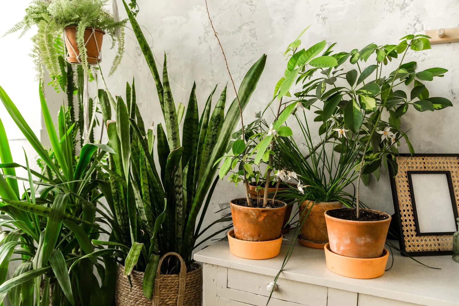 Dekorative Pflanzen für deinen Garten – Perfekte Gestaltungsideen