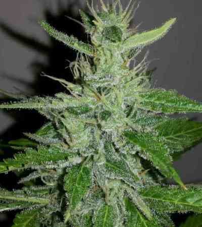 Dr. Grinspoon: Ein Rezept für Cannabiskenner
