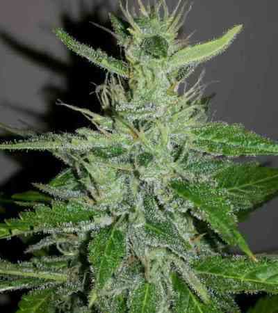 Dr. Grinspoon: Ein Rezept für Cannabiskenner